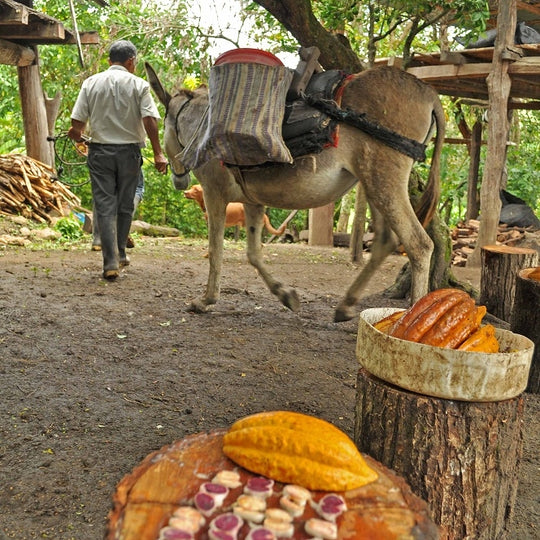 Don Fortunato harvests his white cacao beans and prepares to lead them out of the farm by burro